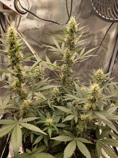 SPECIAL QUEEN #1 AUTO. Week 6