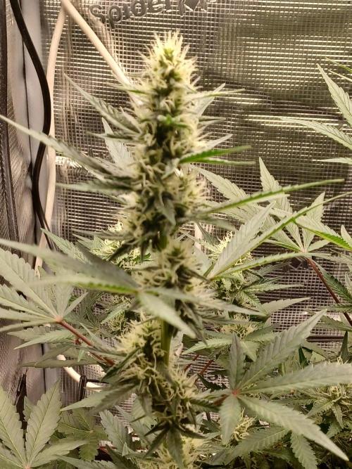 SPECIAL QUEEN #1 AUTO. Week 6