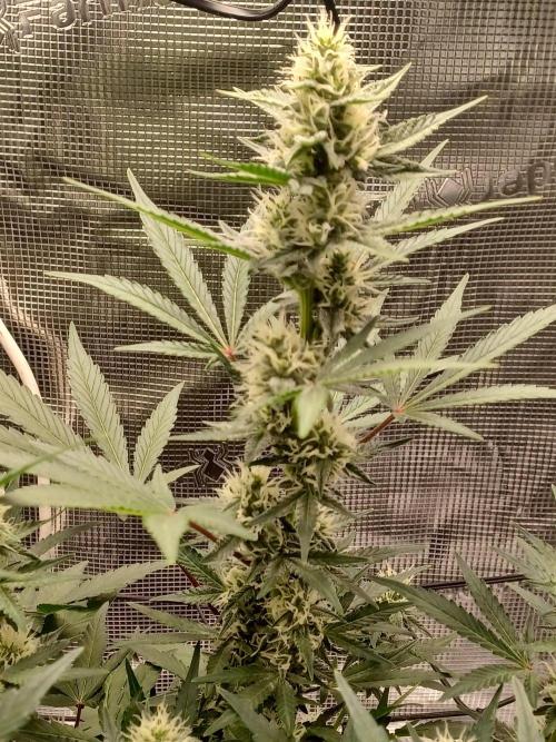 SPECIAL QUEEN #1 AUTO. Week 6