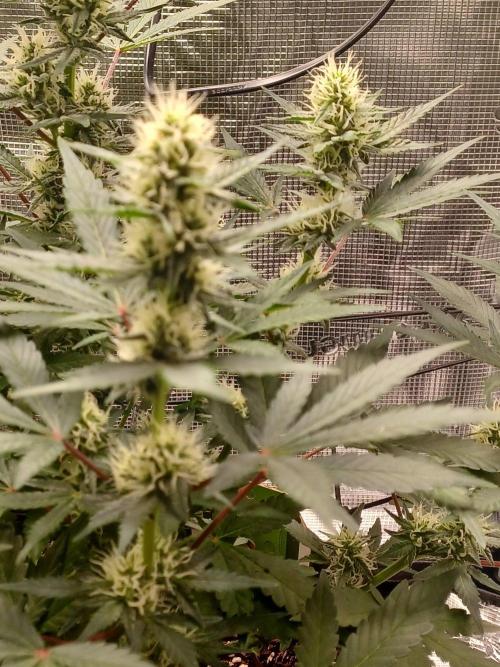 SPECIAL QUEEN #1 AUTO. Week 6