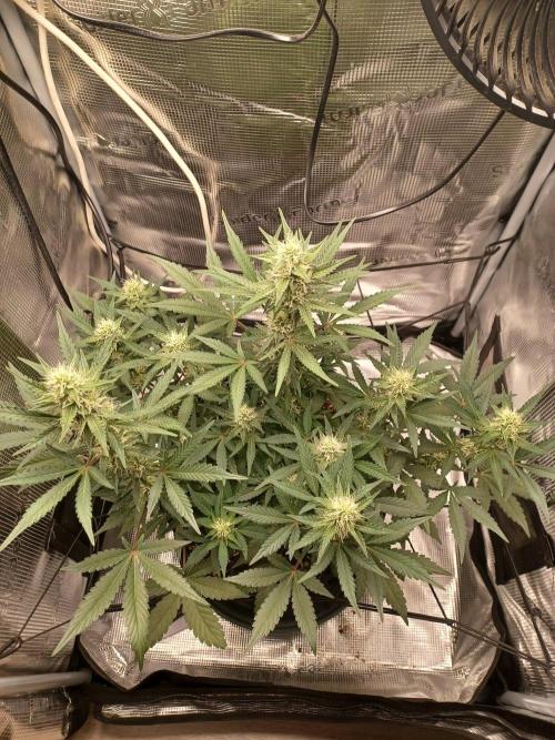 SPECIAL QUEEN #1 AUTO. Week 6