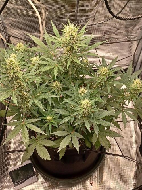 SPECIAL QUEEN #1 AUTO. Week 6