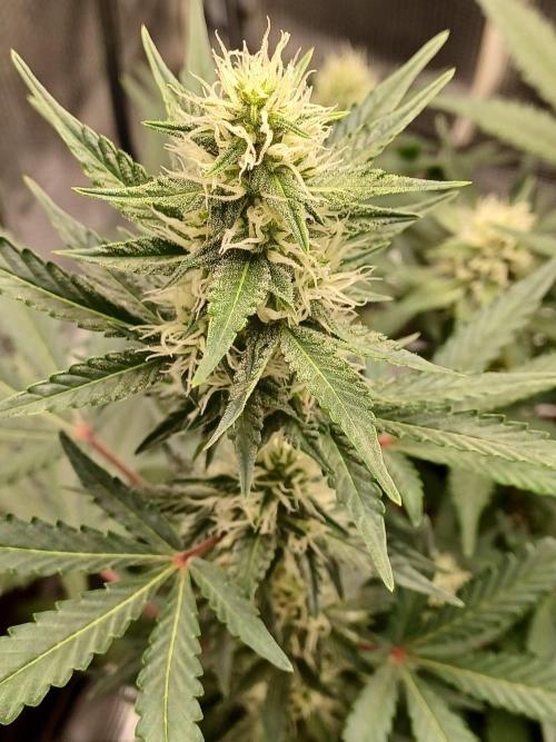 SPECIAL QUEEN #1 AUTO. Week 6