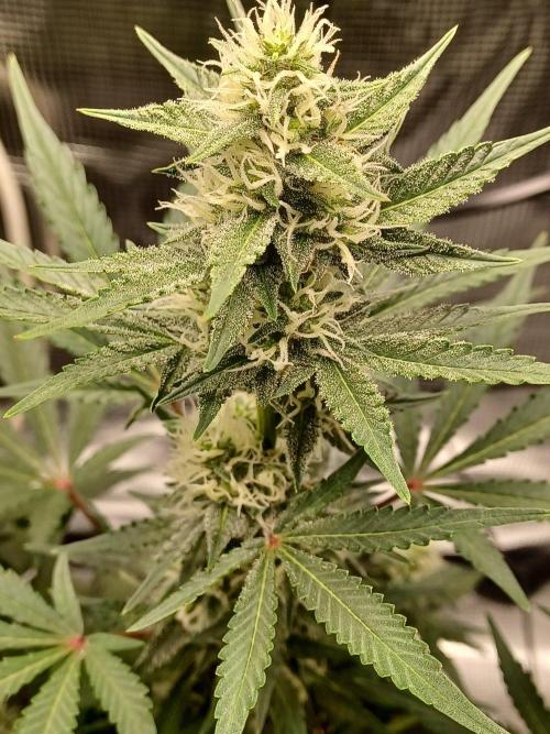 SPECIAL QUEEN #1 AUTO. Week 6