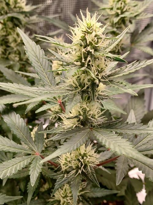 SPECIAL QUEEN #1 AUTO. Week 6