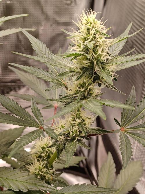 SPECIAL QUEEN #1 AUTO. Week 6