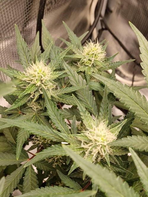 SPECIAL QUEEN #1 AUTO. Week 6