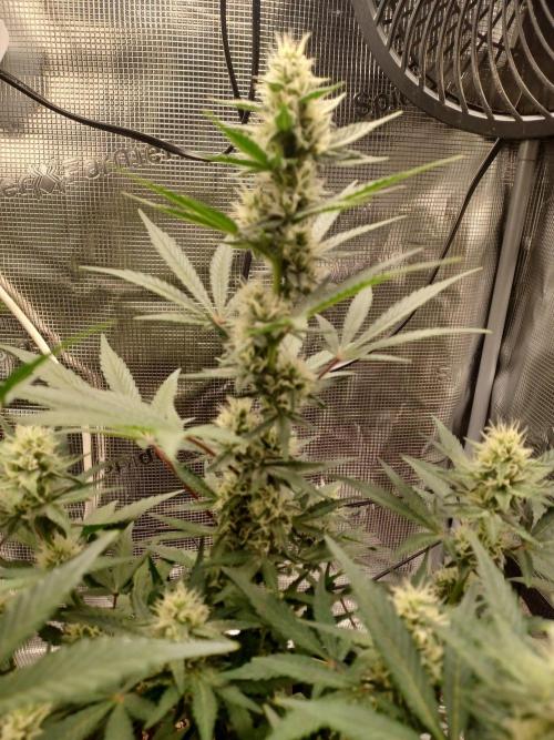 SPECIAL QUEEN #1 AUTO. Week 6