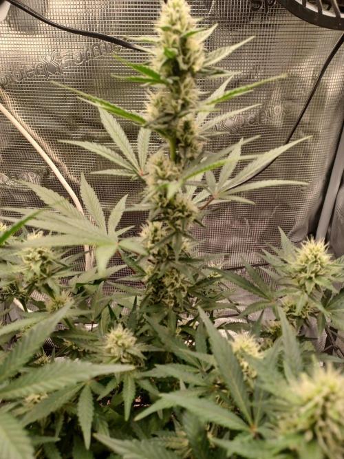 SPECIAL QUEEN #1 AUTO. Week 6