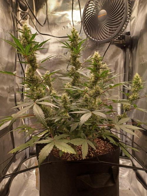 SPECIAL QUEEN #1 AUTO. Week 7