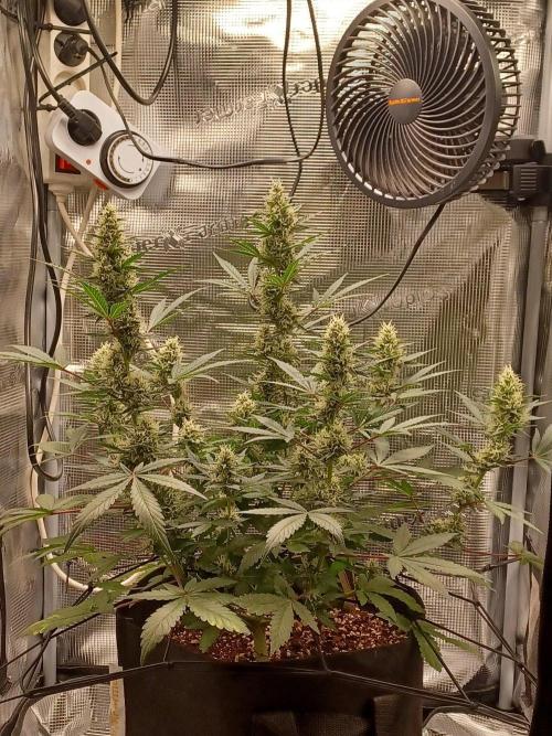 SPECIAL QUEEN #1 AUTO. Week 7