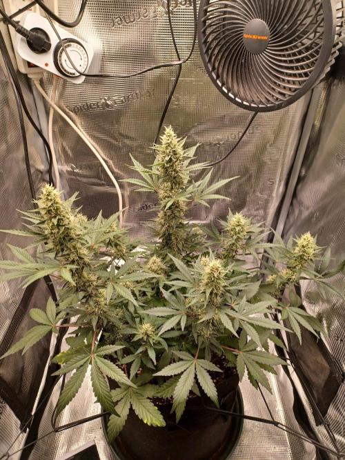 SPECIAL QUEEN #1 AUTO. Week 7