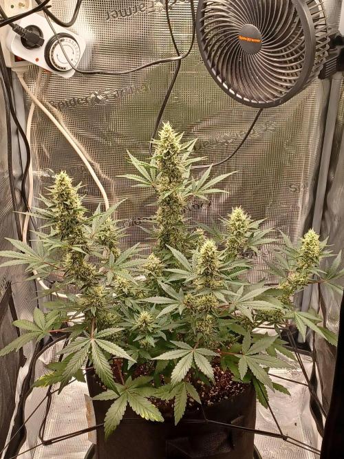 SPECIAL QUEEN #1 AUTO. Week 7