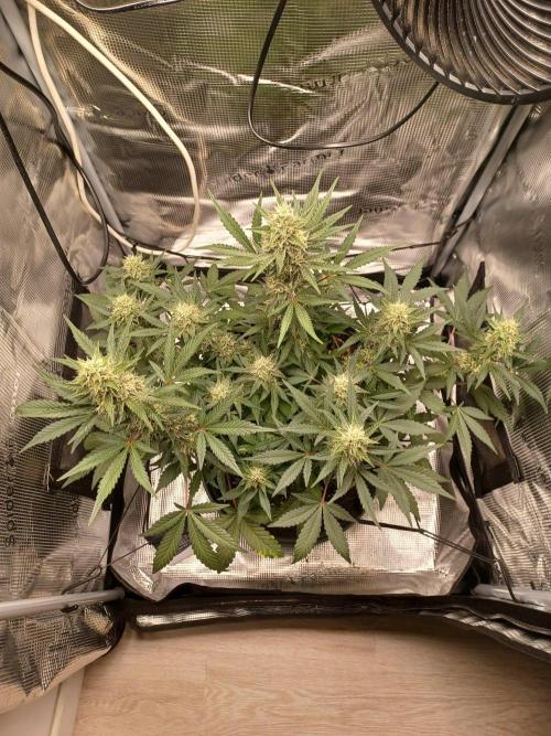 SPECIAL QUEEN #1 AUTO. Week 7