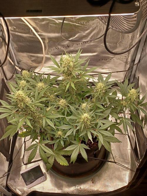 SPECIAL QUEEN #1 AUTO. Week 7