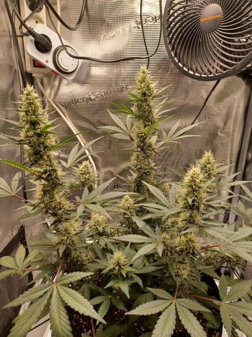 SPECIAL QUEEN #1 AUTO. Week 7