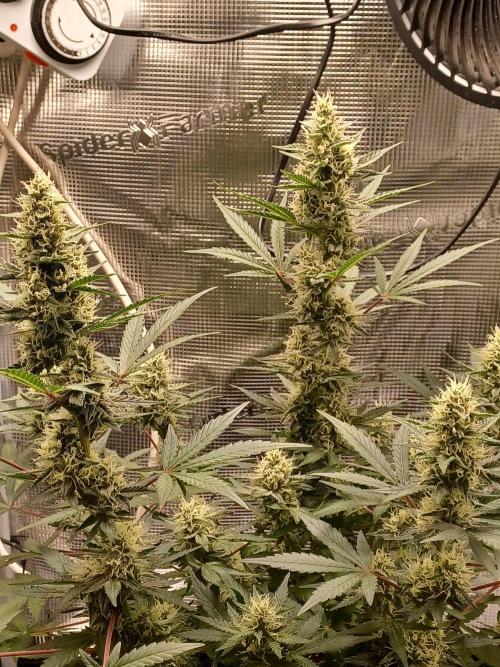 SPECIAL QUEEN #1 AUTO. Week 7