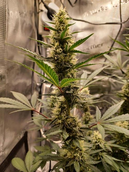 SPECIAL QUEEN #1 AUTO. Week 7