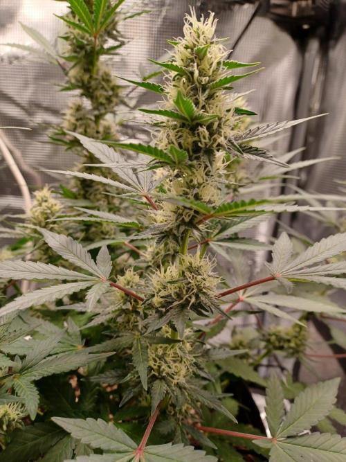 SPECIAL QUEEN #1 AUTO. Week 7