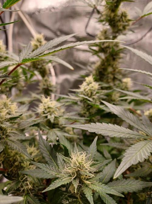 SPECIAL QUEEN #1 AUTO. Week 7
