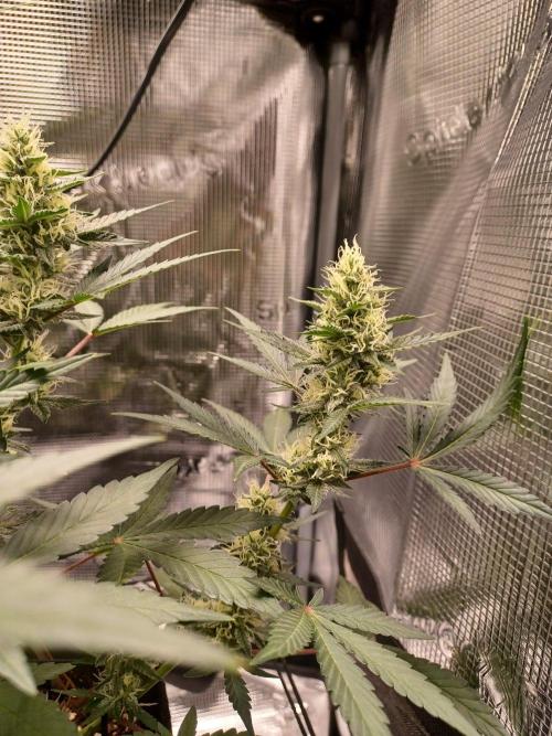SPECIAL QUEEN #1 AUTO. Week 7