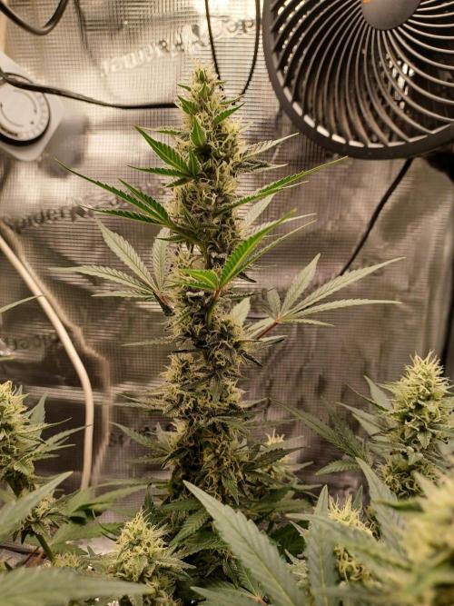 SPECIAL QUEEN #1 AUTO. Week 7