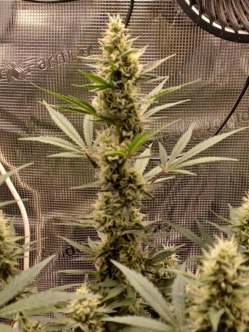 SPECIAL QUEEN #1 AUTO. Week 7