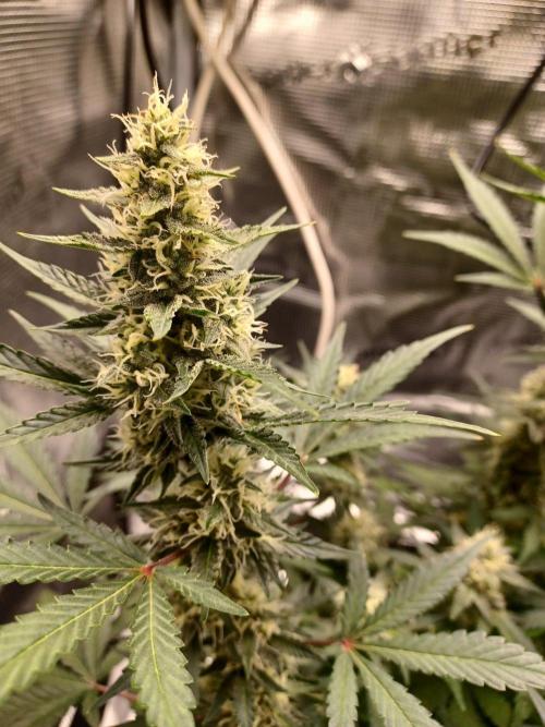 SPECIAL QUEEN #1 AUTO. Week 7