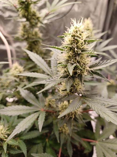 SPECIAL QUEEN #1 AUTO. Week 7