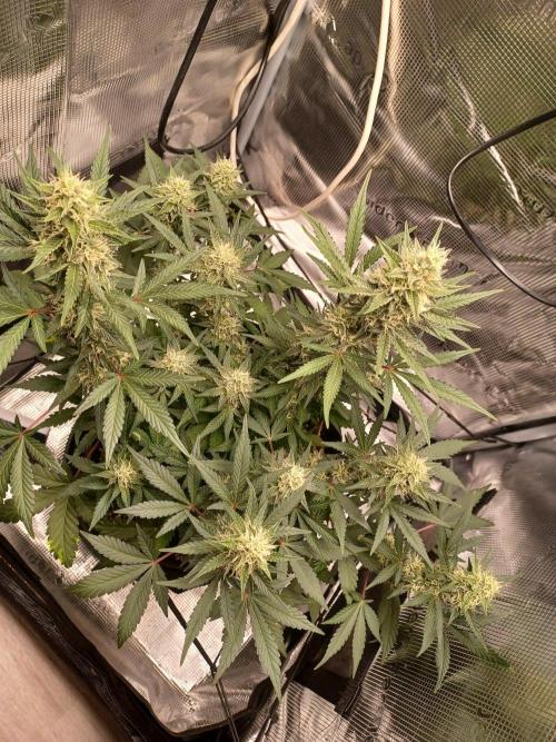 SPECIAL QUEEN #1 AUTO. Week 7
