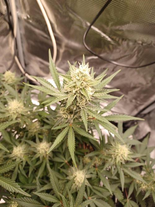 SPECIAL QUEEN #1 AUTO. Week 7