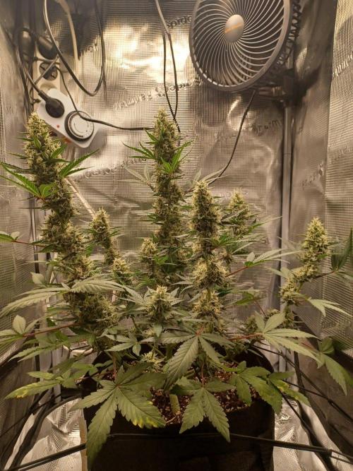 SPECIAL QUEEN #1 AUTO. Week 8