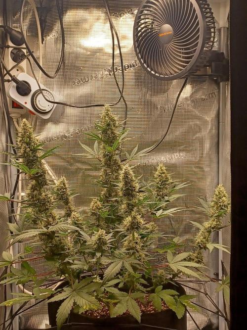 SPECIAL QUEEN #1 AUTO. Week 8