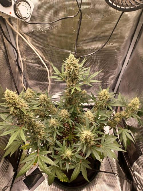 SPECIAL QUEEN #1 AUTO. Week 8
