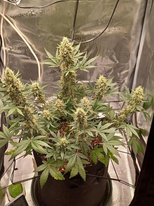 SPECIAL QUEEN #1 AUTO. Week 8
