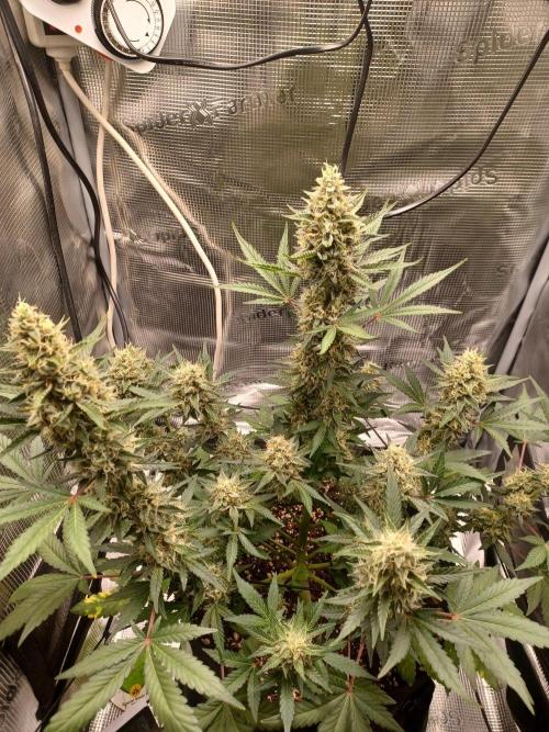 SPECIAL QUEEN #1 AUTO. Week 8