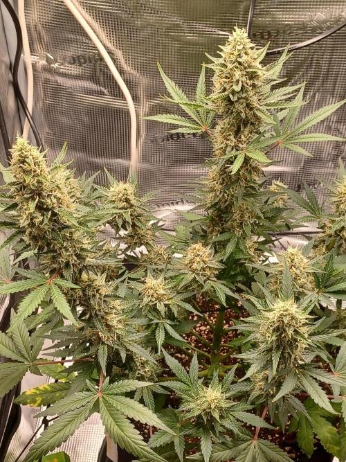 SPECIAL QUEEN #1 AUTO. Week 8