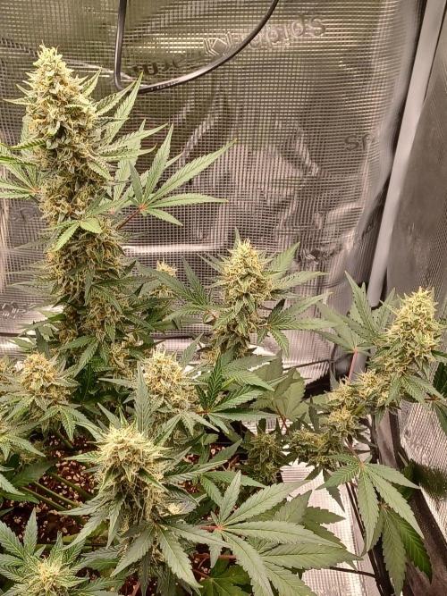 SPECIAL QUEEN #1 AUTO. Week 8