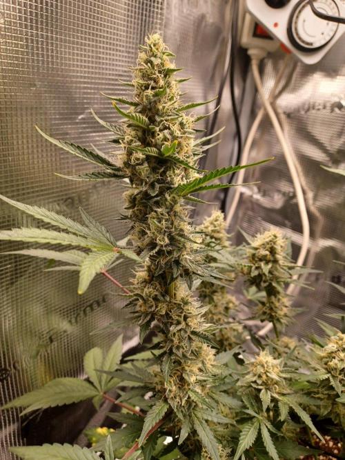 SPECIAL QUEEN #1 AUTO. Week 8