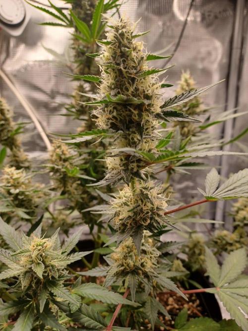 SPECIAL QUEEN #1 AUTO. Week 8