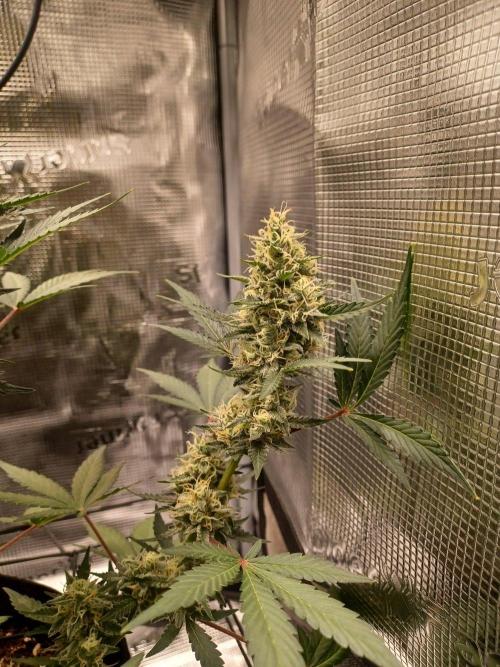 SPECIAL QUEEN #1 AUTO. Week 8