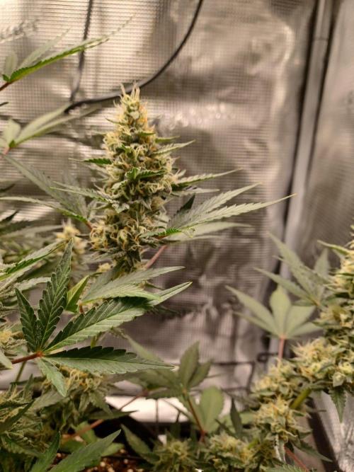 SPECIAL QUEEN #1 AUTO. Week 8