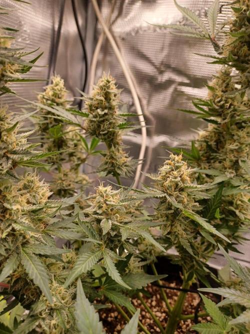 SPECIAL QUEEN #1 AUTO. Week 8