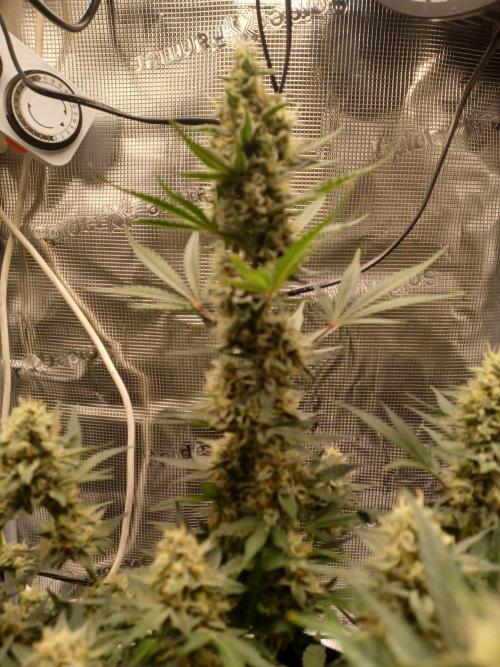 SPECIAL QUEEN #1 AUTO. Week 8