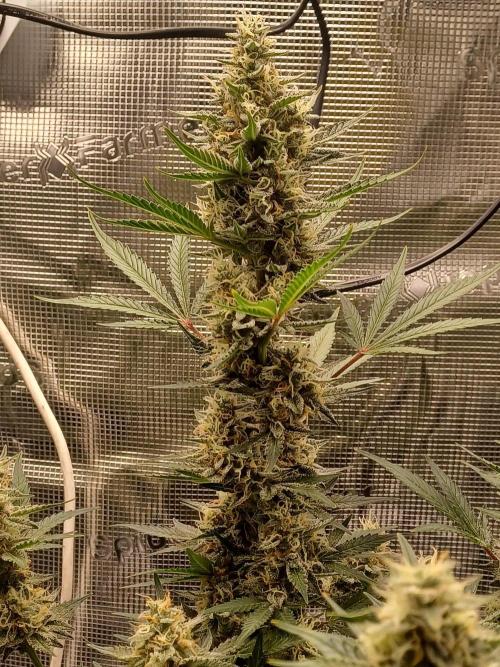 SPECIAL QUEEN #1 AUTO. Week 8