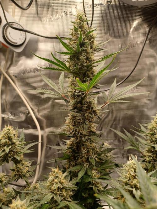 SPECIAL QUEEN #1 AUTO. Week 8