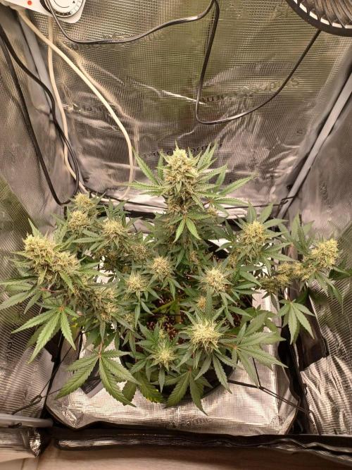 SPECIAL QUEEN #1 AUTO. Week 8