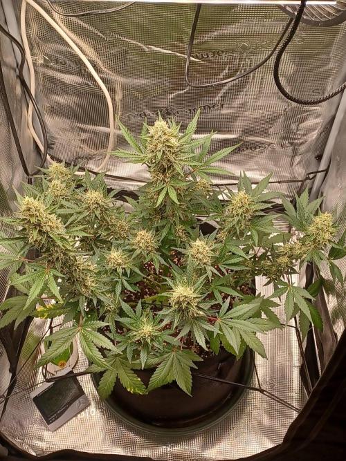 SPECIAL QUEEN #1 AUTO. Week 8