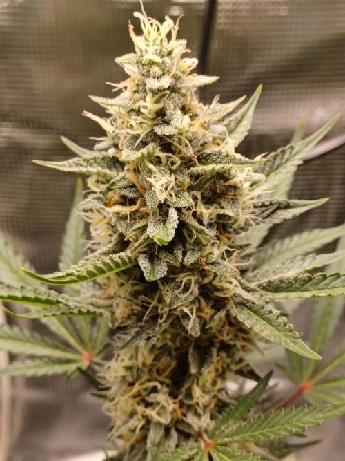 SPECIAL QUEEN #1 AUTO. Week 8