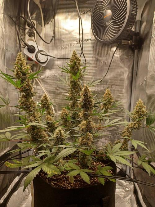 SPECIAL QUEEN #1 AUTO. Week 9